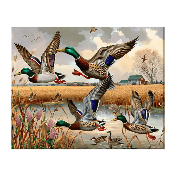 Mallard ducks